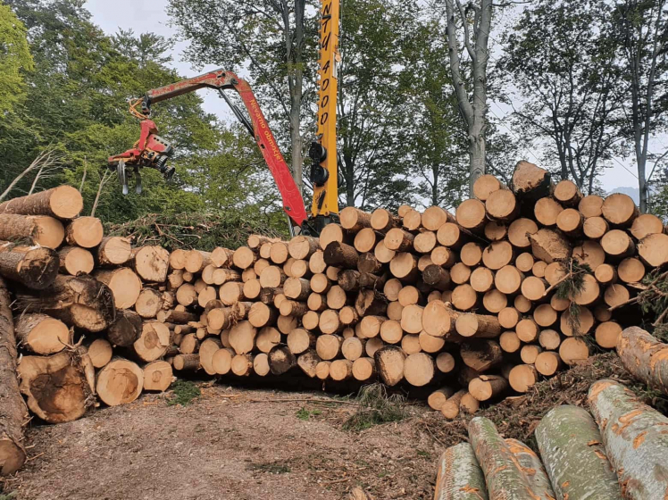 Posek in spravilo lesa